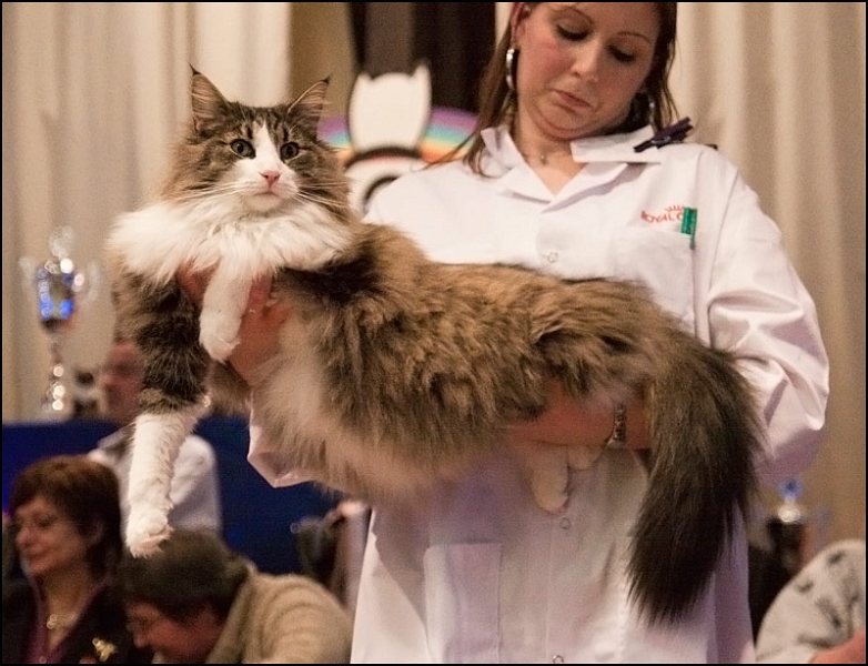 Carlson du Valldall 2.jpg - Carlson du Valldall